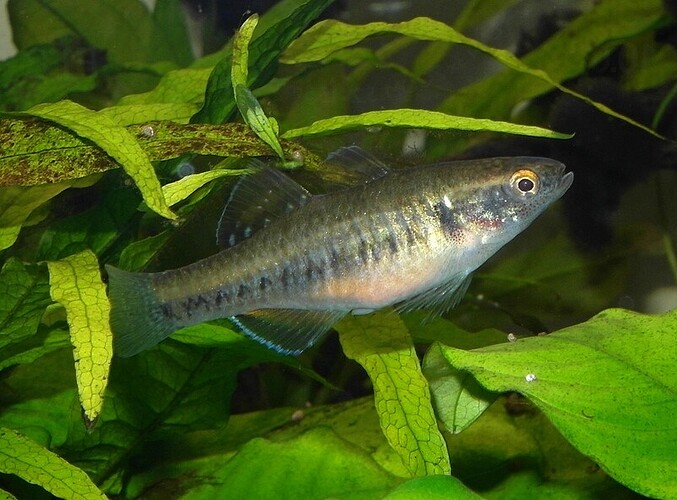 Empire Gudgeon.female 2.jpg