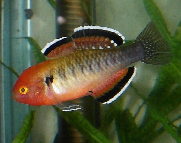 Empire Gudgeon.male 3.jpg