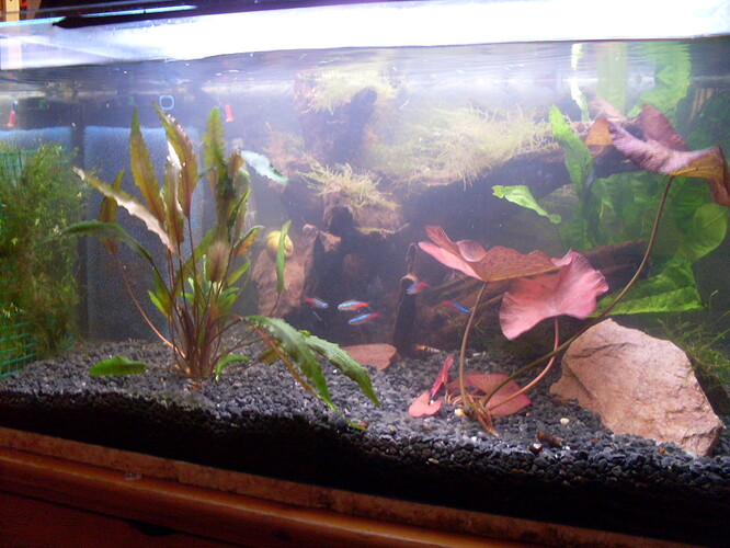 Omorganiserat i akvariumet (4).JPG