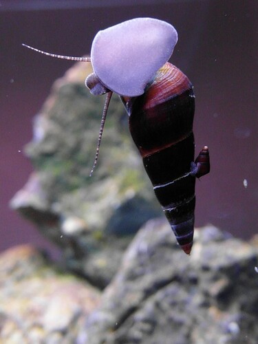 elefants & ricefish 5.jpg