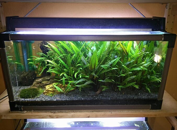 Led akvarium 55L.jpg