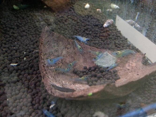 blue jelly 3.jpg