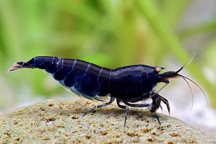 Blue Berry Tiger (Preusenblaue) (2).jpg