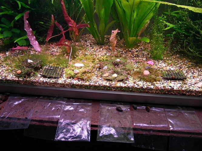 AquaticMagic Mossor  (3).jpg