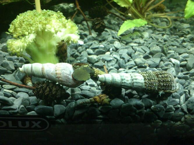 elefantsnÃ¤ckor 053.jpg