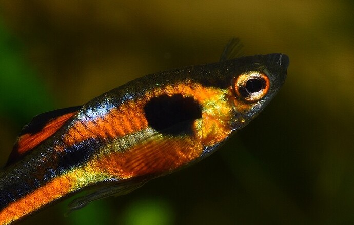 Red Chest Endler's (6).JPG