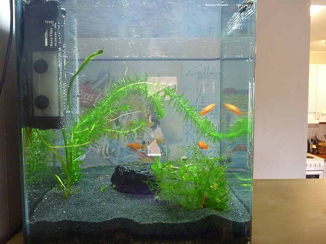 Dennerle Nano 1.jpg