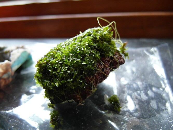 plagiomnium trichomanes 1.jpg