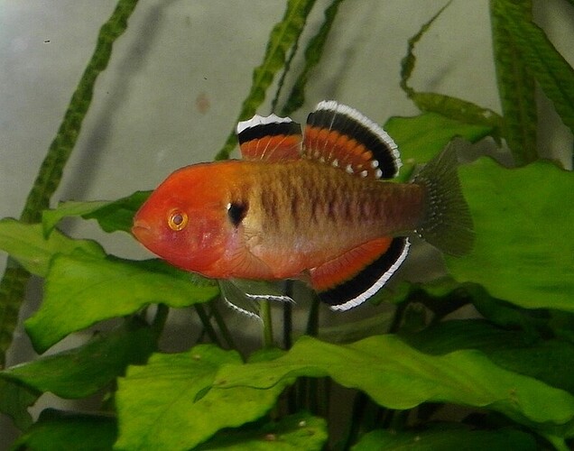 Empire Gudgeon.male 2.jpg