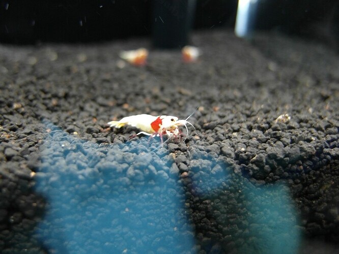 Red Crystal 1.jpg