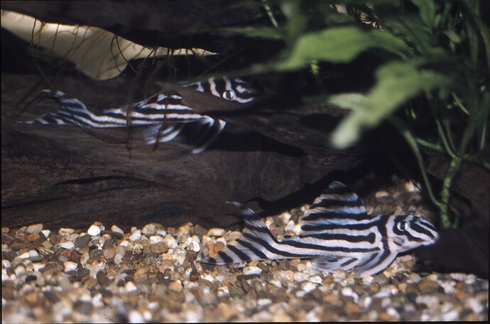 Hypancistrus zebra 2.jpg