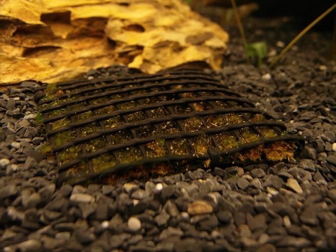 Moss after 11 days 6.jpg