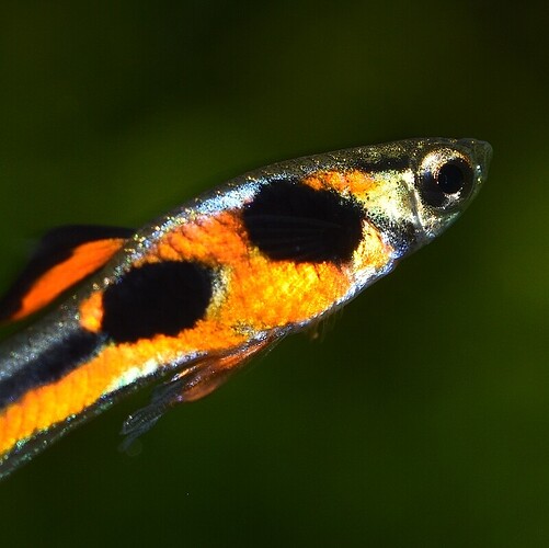 Red Chest Endler's 2.JPG