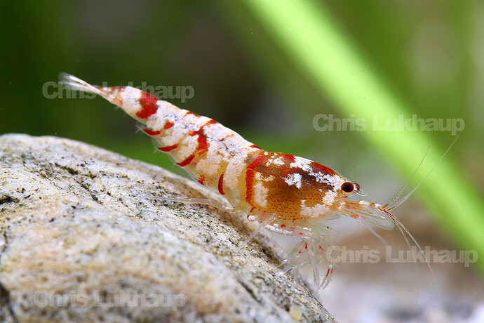 Fancy Shrimp.jpg