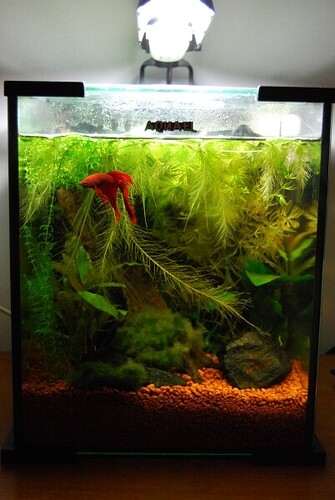 akvariet.JPG