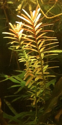 Rotala rotundifolia.JPG