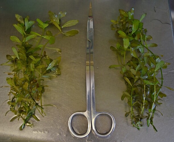 Shinnersia rivularis.jpg