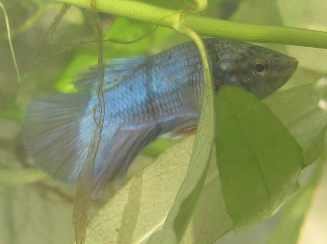 fisk 009.jpg
