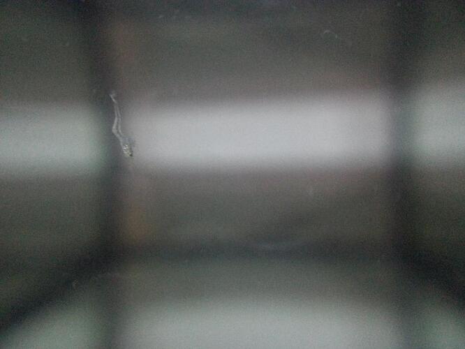 Macrobrachium lanchesteri larv.jpg