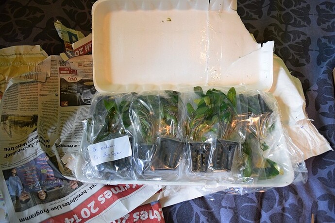 Ribkin Aquarien Pflanzen4.jpg