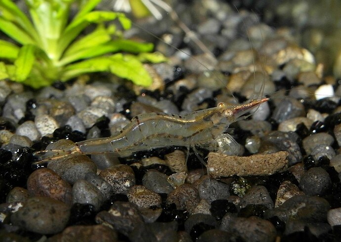 Caridina gracilirostris  (3).jpg