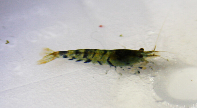 greenshrimpy.jpg