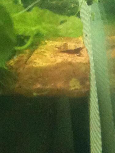 Photo mar 19, 10 57 54 fm.jpg