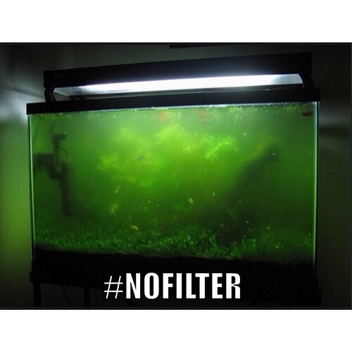 NOfilter.jpg