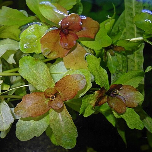 Shinnersia röda toppblad 2.jpg