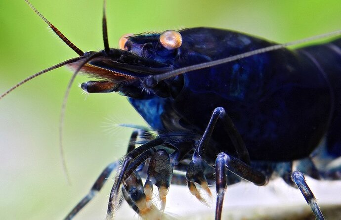 Close up Blue berry Tiger Photo Chris Lukhaup Breeder Janne Johansson.jpg