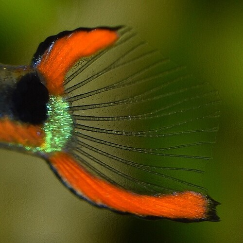 Red Chest Endler's 3.JPG