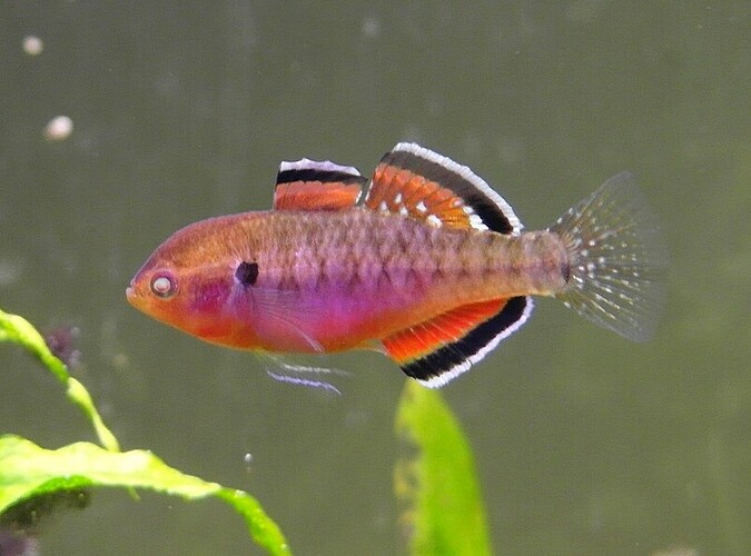 Empire Gudgeon.jpg