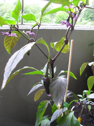 jalapeño purple m blommor o frukt.jpg