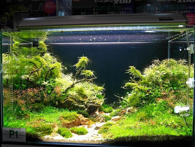 Aquascape 1.jpg