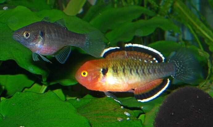 Empire Gudgeon.pair 2.jpg