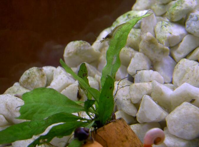 ursprung hane hÃ¶gst upp.jpg