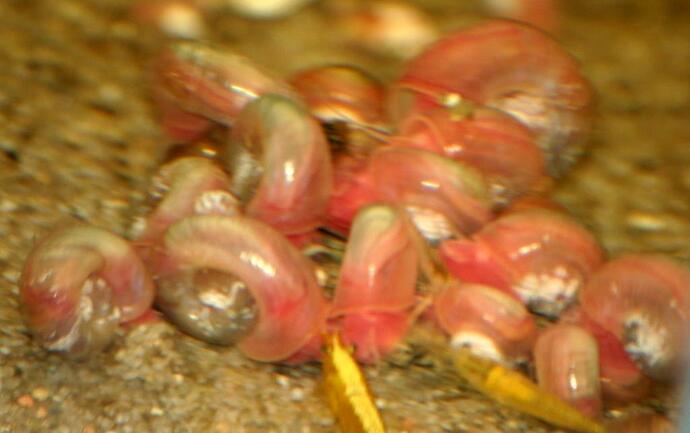 pink-posthorn.jpg