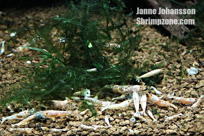 Snowhite-Goldens-Janne-Johansson.jpg