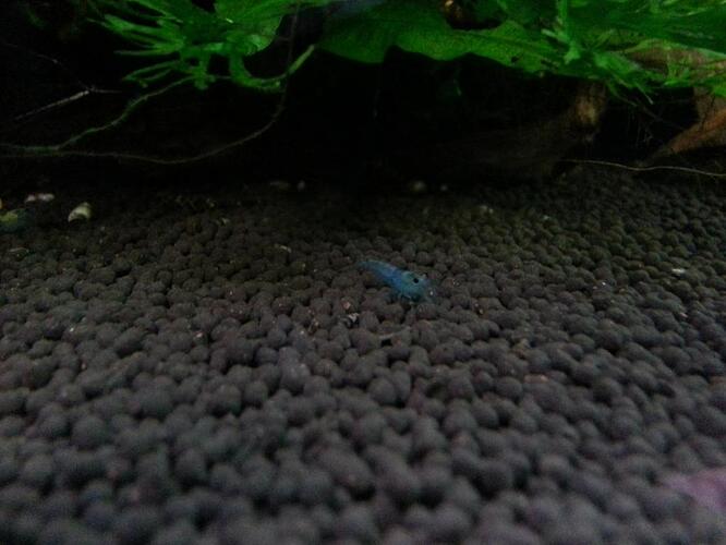 blue jelly 1.jpg