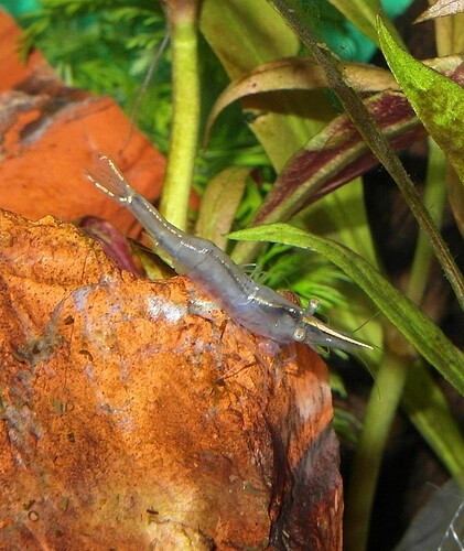 Caridina gracilirostris  (6).jpg