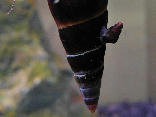 elefants & ricefish 4.jpg