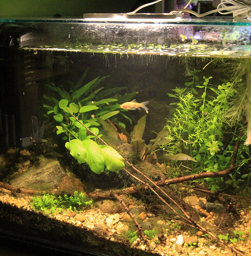 Akvarium68b.jpg