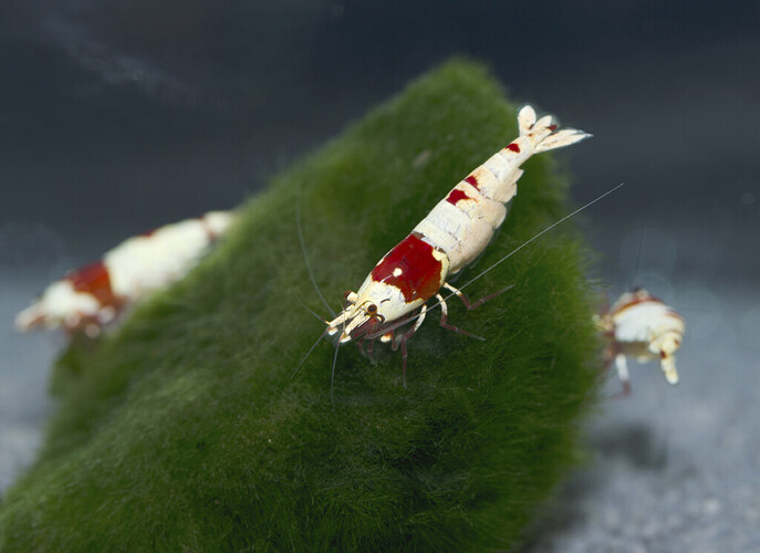 Redbee malmömässan.jpg