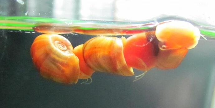 posthorn på række 010.jpg