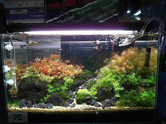 Aquascape 2.jpg
