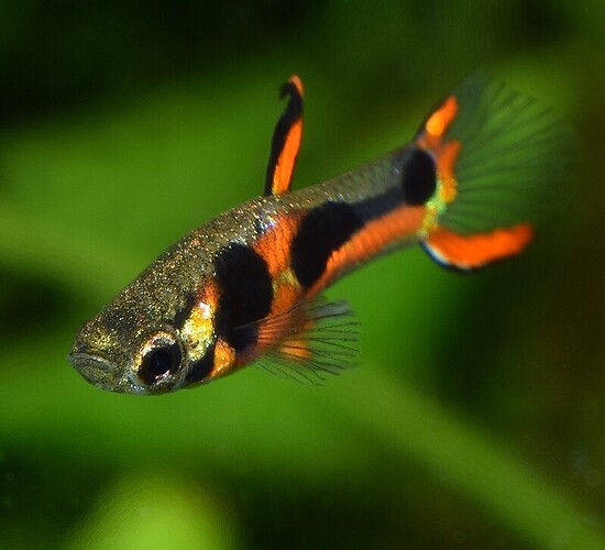 Red Chest Endler's 4.JPG