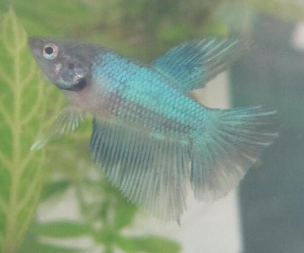 tat 021.jpg