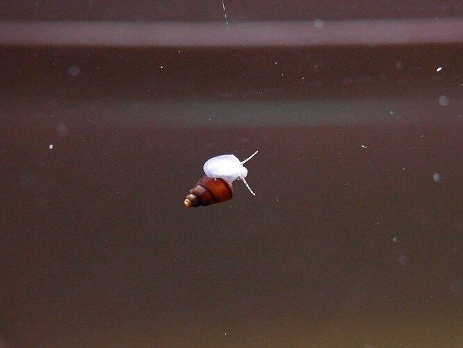 elefants & ricefish 2.jpg