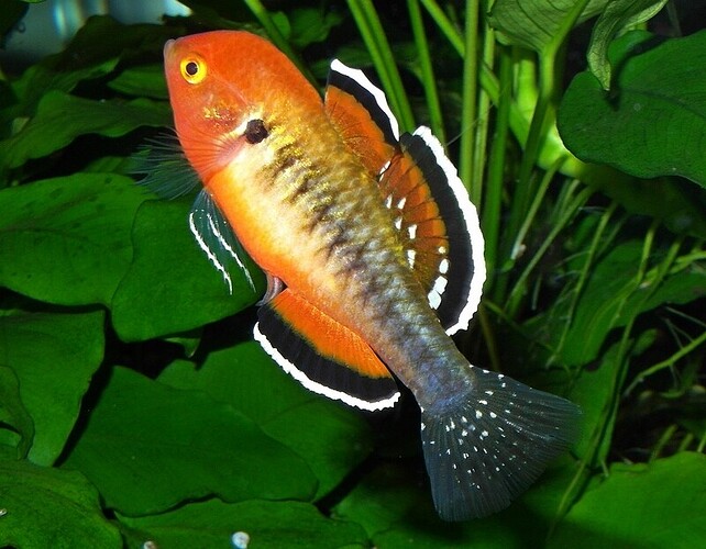 Empire Gudgeon.male b.jpg