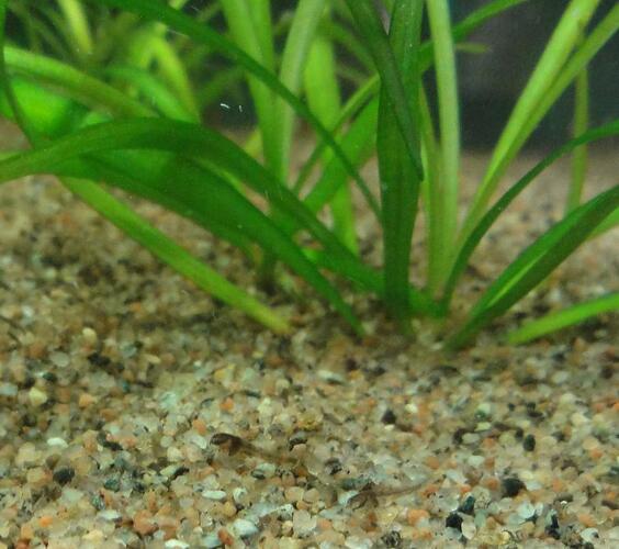 Corydoras_Venezuela_black-1a.jpg